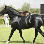 Concours d'élevage