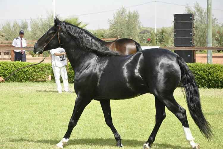 Concours d'élevage
