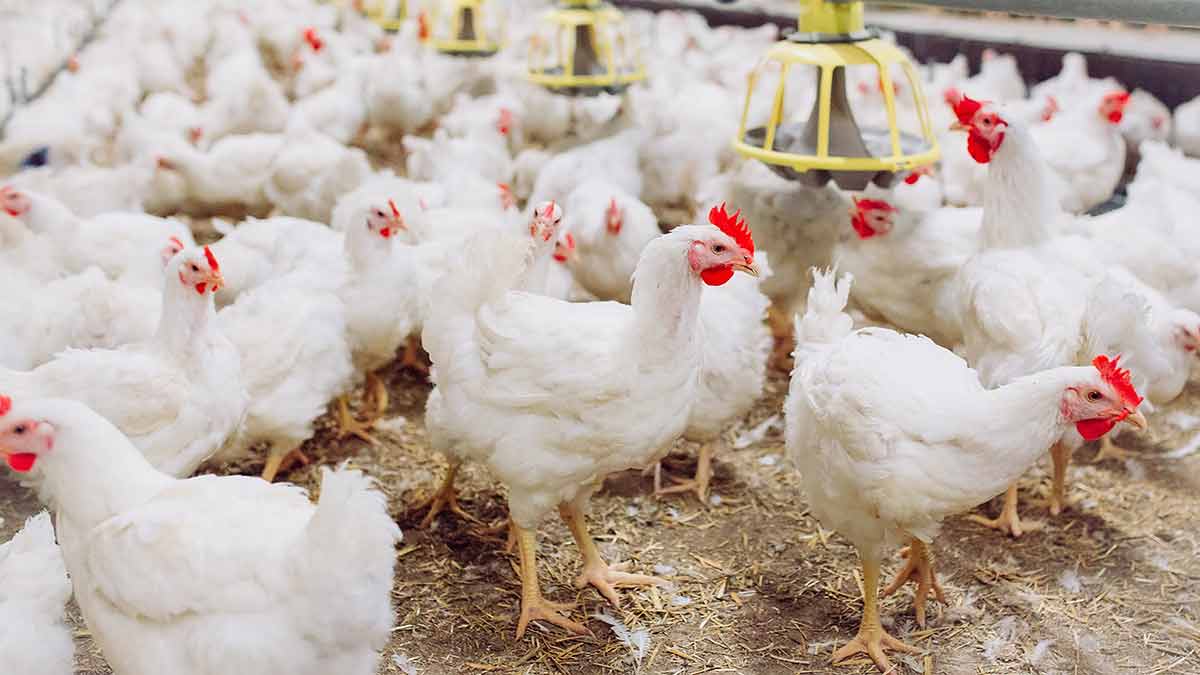 ضيعة للدواجن الموجهة للذبح