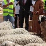 قطيع الأغنام الموجه إلى الذبح