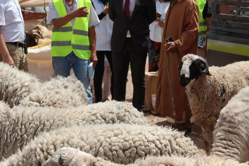 قطيع الأغنام الموجه إلى الذبح